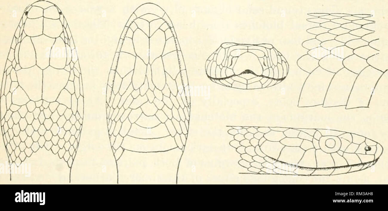 . Annual report of the Board of Regents of the Smithsonian Institution. Smithsonian Institution; Smithsonian Institution. Archives; Discoveries in science. CROCODILIANS, LIZARDS, AND SNAKES. 791 The remains of a Zamenis were found by Mr. C. M. Wheatley in the bone cave at Port Kennedy, Pennsylvania, which furnished so many species of extinct Mammalia. ZAMENIS CONSTRICTOR Linnaeus. Zamenis constrictor Boulenger, Cat. Snakes Brit. Mus., 1,1893, p. 387. Coluber constrictor Linn.eus, Syst. Nat., I, 1766, p. 385.—Gmelin, Linn. Syst. Nat., 13tlied,, I, Pt. 3, 1788, p. 1109.—Harlan, Journ. Acad. Nat. Stock Photo