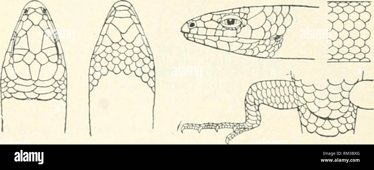 . Annual report of the Board of Regents of the Smithsonian Institution. Smithsonian Institution; Smithsonian Institution. Archives; Discoveries in science. CROCODILIAN!?, LIZARDS, AND SNAKES. Eumeces multivirgatus Hallowell. 655 Catalogue No. 3163 3142 3158 9219 9264 3122 4139 Number of speci- mens. Locality. Pole Creek, Nebraska KuuniDg Water River Bluffs Pole Creek Fort KL-arney, Kansas 100 miles east of Fort Laramie. Rio Pecos. Texas Saud Hilld, Platte River, Nebraska. &quot;When col- lected. July 25,1856 From whom received. Capt. Bryan Gen. Warren Capt. Bryan ? [ Dr. Cooper Capt. J. Pope D Stock Photo