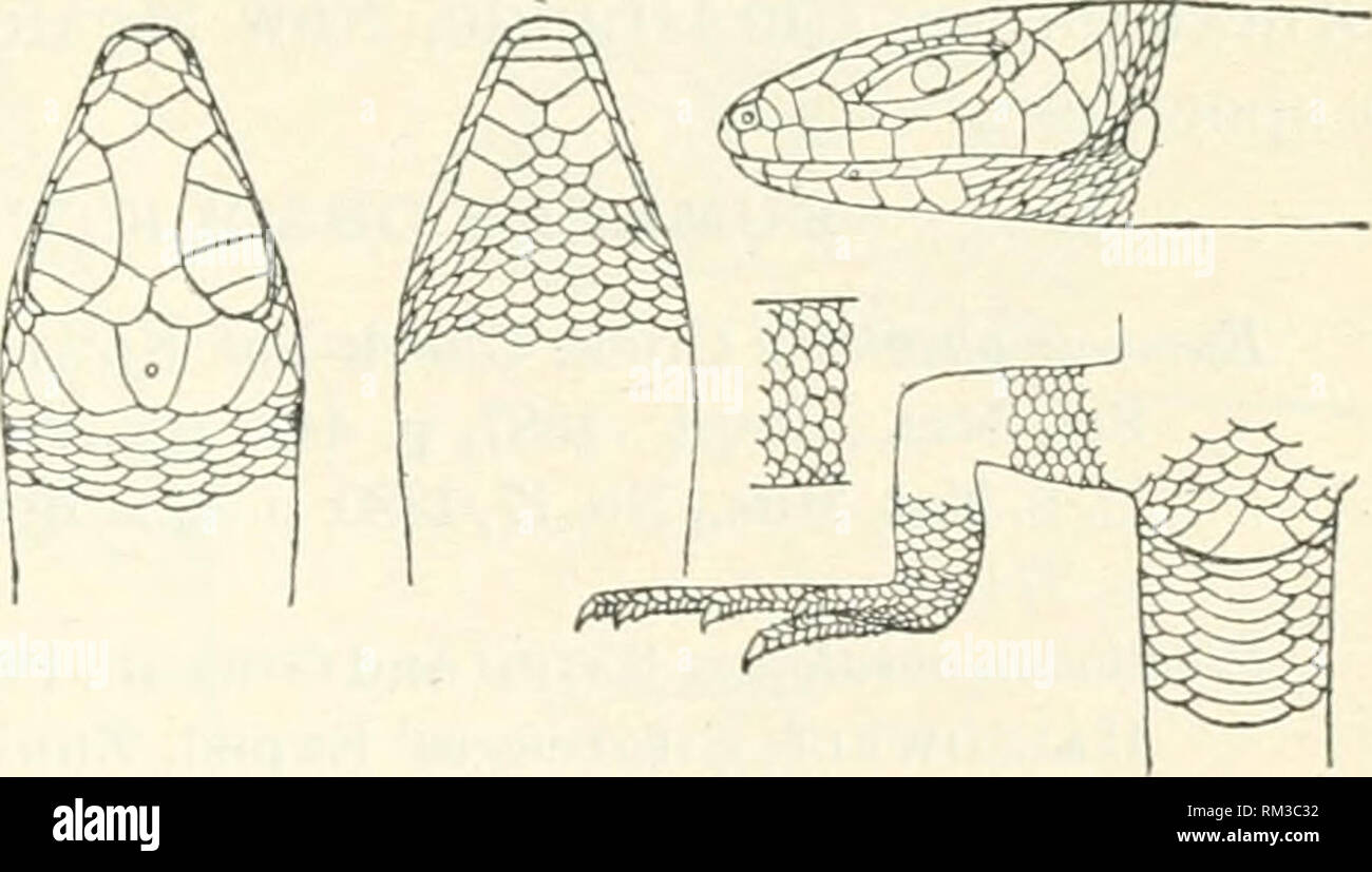 . Annual report of the Board of Regents of the Smithsonian Institution. Smithsonian Institution; Smithsonian Institution. Archives; Discoveries in science. CROCODILIANS, LIZARDS, AND SNAKES. 645. EUMECES GUTTULATUS Hallowell. Eumeces guftulaius Cope, Check-list N. Amer. Rept., 1875, p. 45.—Botlengek, Cat. Liz. Brit. Mus., IH, 1887, p. 369. Lamprosaurus (juttalatm H.vllowkll, Proc. Acad. Nat. Sci. Phila., 1852, p. 206; Sitgreaves' Exped. Ziini and Color. River, 1853, p. 103, pi. iv. Plestiodon guttulatm Hallowell, Proc. Acad. Nat. Sci. Phila., 1857, p. 215. Plates of head generally similar to t Stock Photo