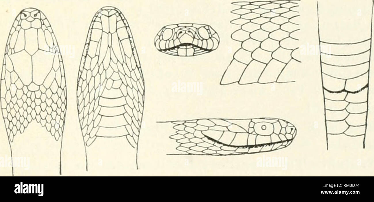 . Annual report of the Board of Regents of the Smithsonian Institution. Smithsonian Institution; Smithsonian Institution. Archives; Discoveries in science. CROCODILIANS, LIZARDS, AND SNAKES. 1013 LIODYTES ALLENII Garman. Liodyles allenii Cope, Proc. Amer. Phil. Soc, 1886, p. 495. Helicopn aUenii Boulengkr, Cat. Snakes Brit. Mus., I, 1893, ji. 275. Body subcyliiidrical, retaining its size in the middle and tapering abruptly near tlie extremities; head not larger than the neck; nasal plates single, in contact between prefrontal and rostral; one prefrontal; lorealand anteorbital present; three po Stock Photo