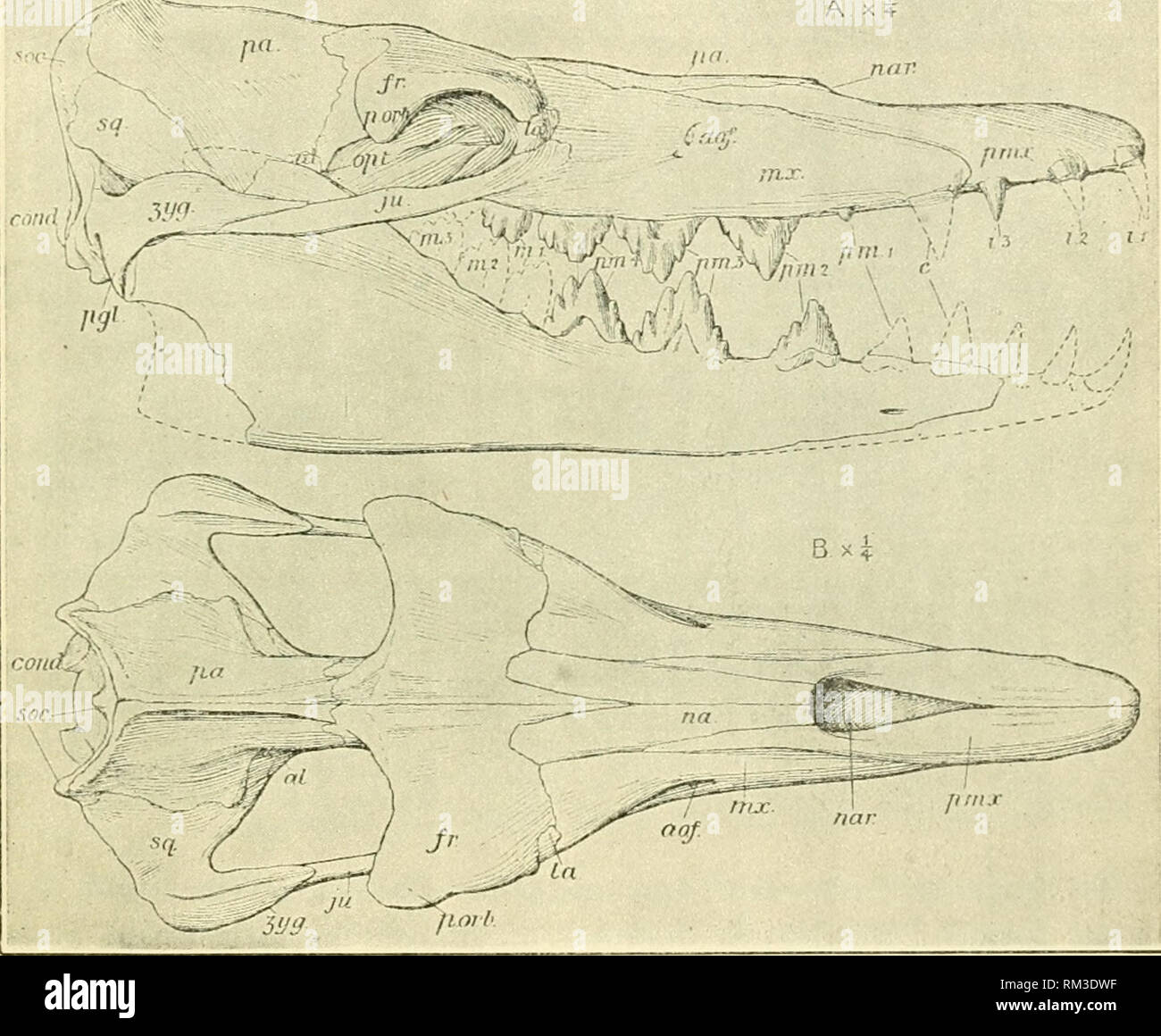 Protocetus hi-res stock photography and images - Alamy
