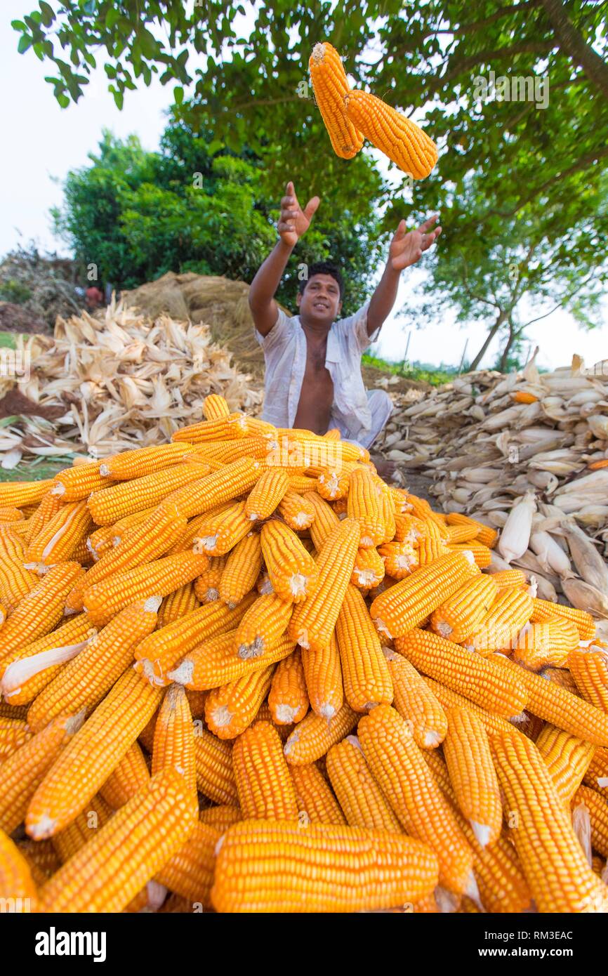 Kharif season crop hires stock photography and images Alamy