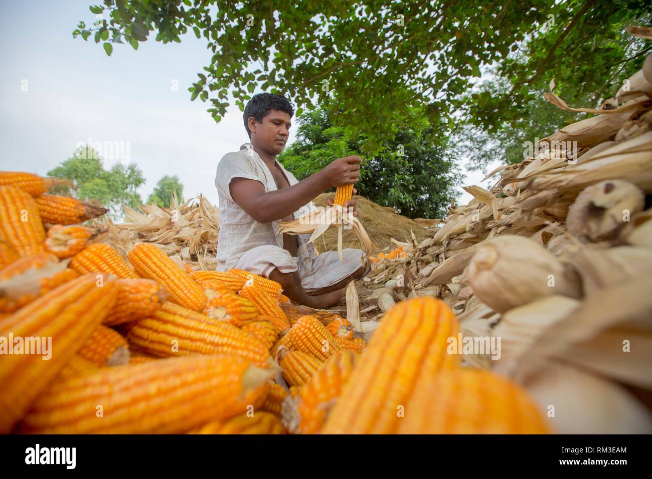Kharif season crop hires stock photography and images Alamy