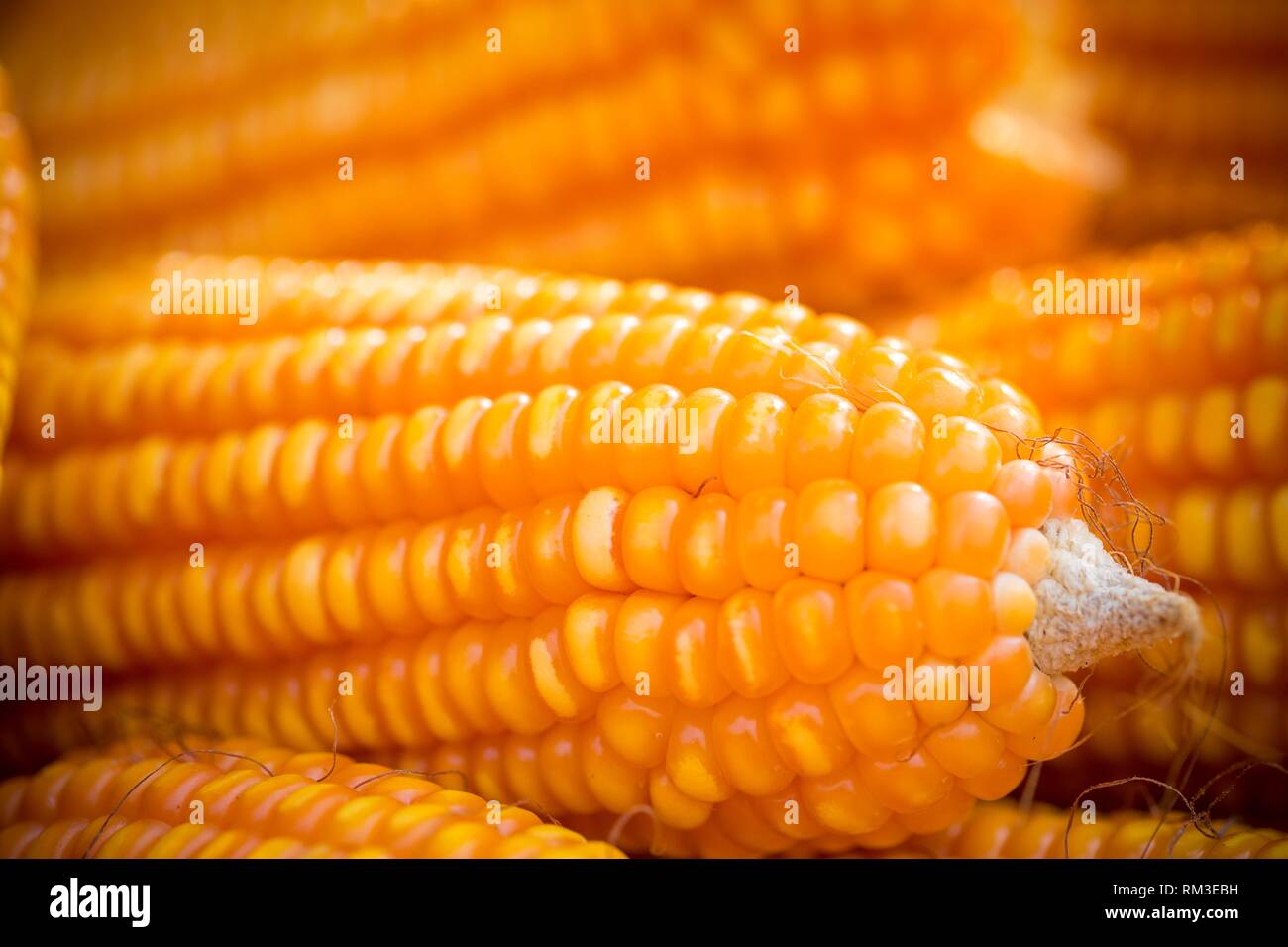 Maize bhutta a CEREAL crop, Zea mays of the family Graminae, order