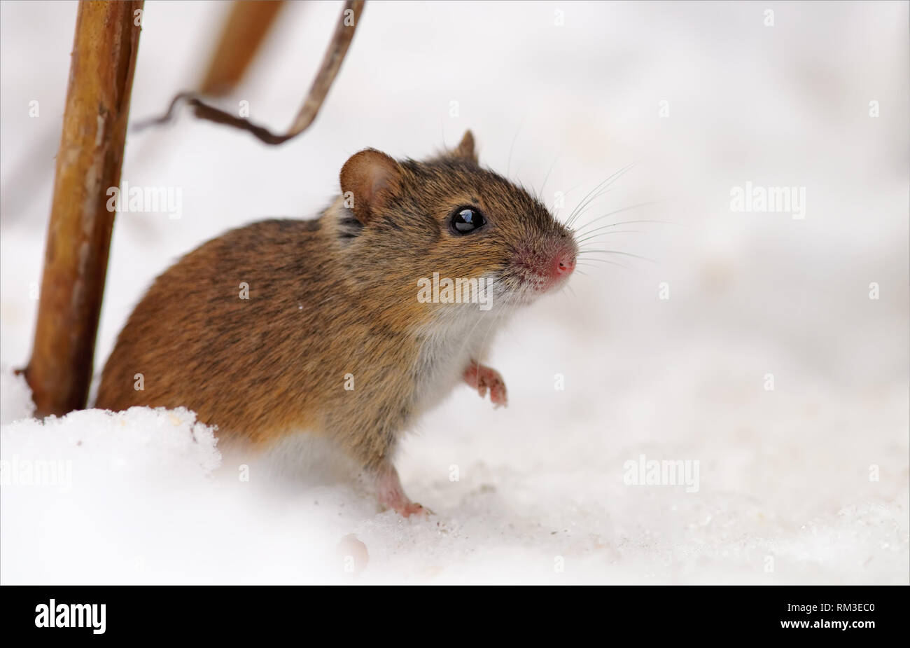 Striped field mouse sits near her hole in the snow in winter season with lifted paw Stock Photo