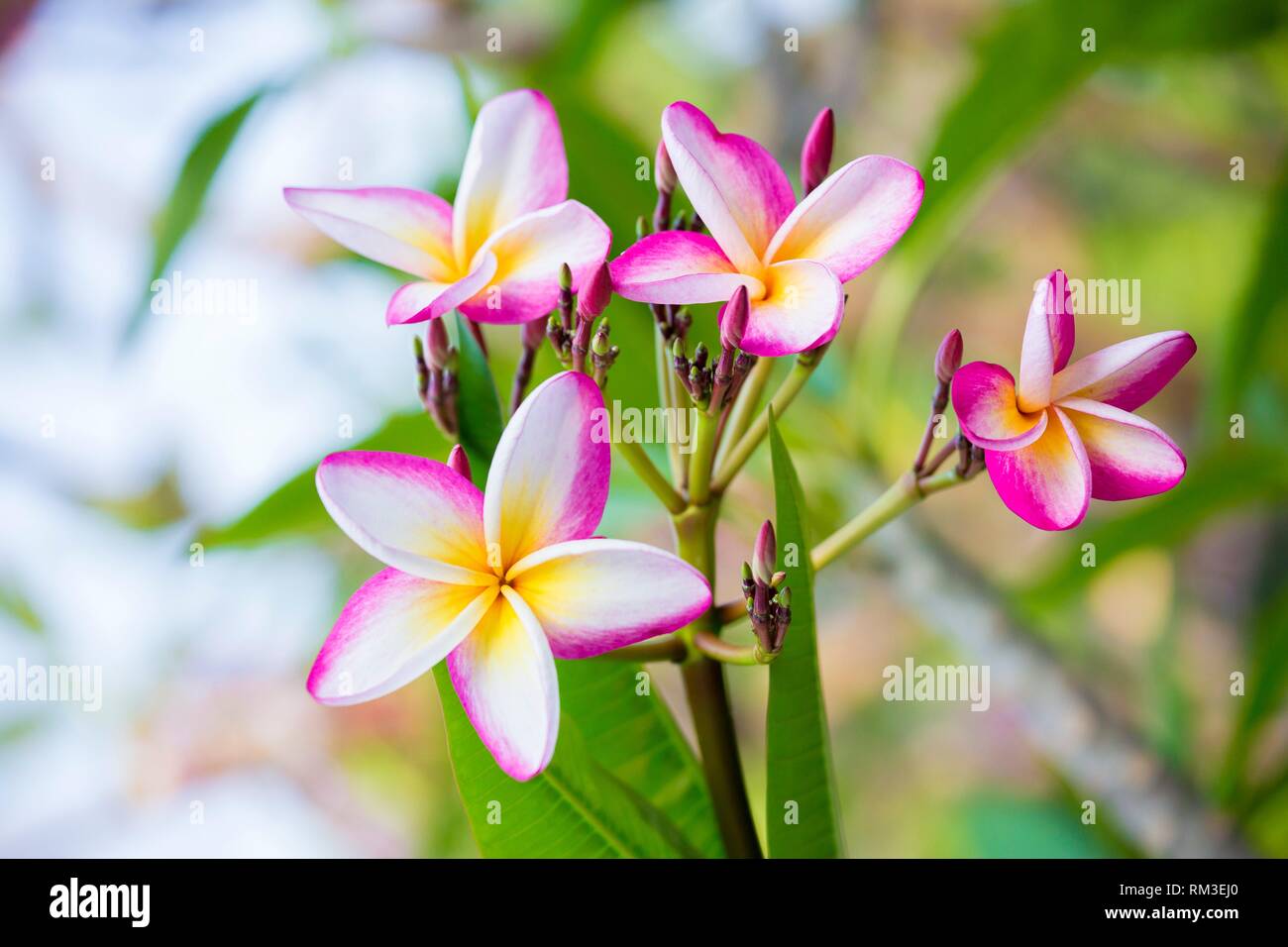 Plumeria common name plumeria is a genus of flowering plants in the dogbane family, Apocynaceae. It contains primarily deciduous shrubs and small Stock Photo