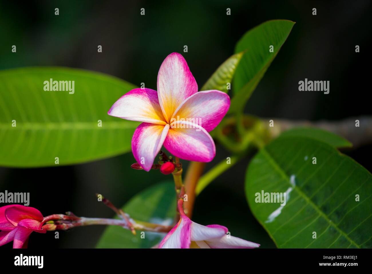 Plumeria common name plumeria is a genus of flowering plants in the dogbane family, Apocynaceae. It contains primarily deciduous shrubs and small Stock Photo