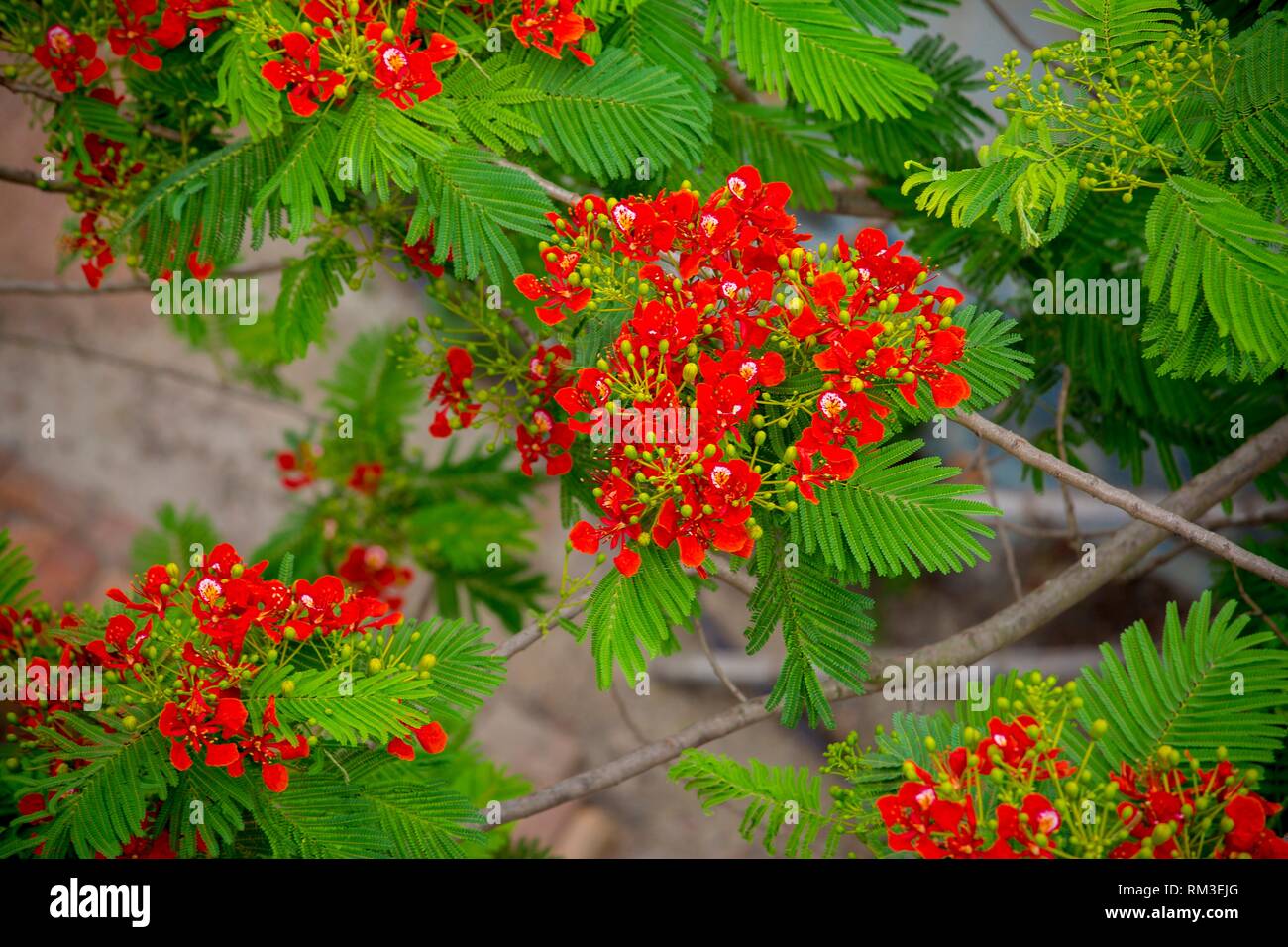 Krishnachura (Delonix regia) is a species of flowering plant in the bean family Fabaceae, It is noted for its fern-like leaves and flamboyant display Stock Photo - Alamy Krishnachura (Delonix regia) is a species of flowering plant in the bean family Fabaceae, It is noted for its fern-like leaves and flamboyant display Stock Photo - Alamy