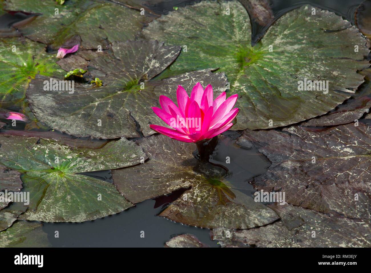 Bangladesh national flower is water lily hires stock photography and
