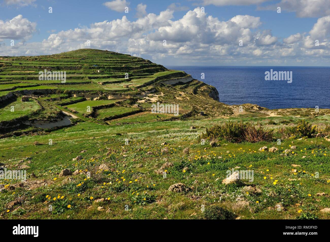 terraced fields by the sea near Gharb, Gozo Island, Malta, Mediterranean Sea, Southern Europe. Stock Photo