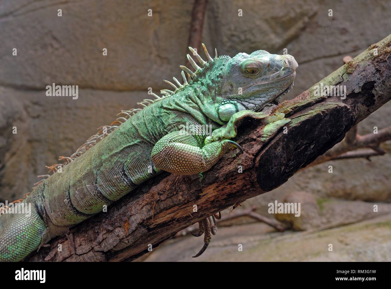 green iguana (Iguana iguana), ZooParc de Beauval, Loir-et-Cher department, Centre-Val de Loire region, France, Europe. Stock Photo