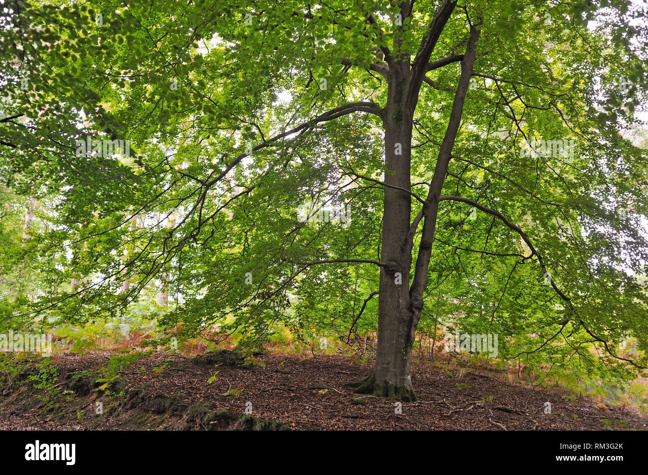 common beech tree in the Forest of Rambouillet, Haute Vallee de Chevreuse Regional Natural Park, Department of Yvelines, Ile de France Region, Stock Photo