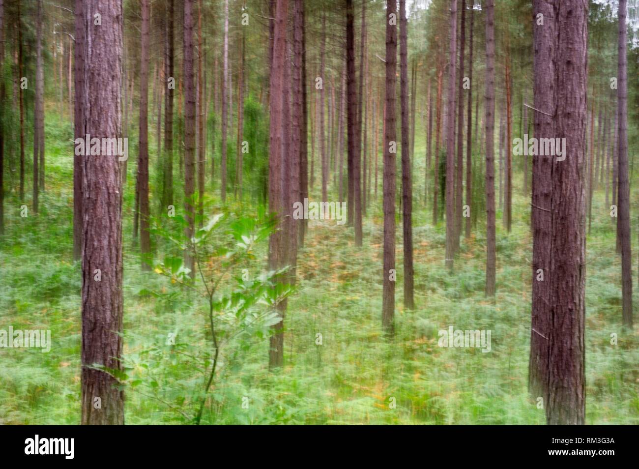motion blur on Eagle fern bed (Pteridium aquilinum ) under pine trees in the Forest of Rambouillet, Haute Vallee de Chevreuse Regional Natural Park, Stock Photo