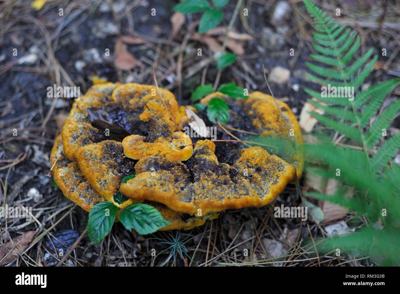 fungus, Forest of Rambouillet, Haute Vallee de Chevreuse Regional Natural Park, Department of Yvelines, Ile de France Region, France, Europe. Stock Photo