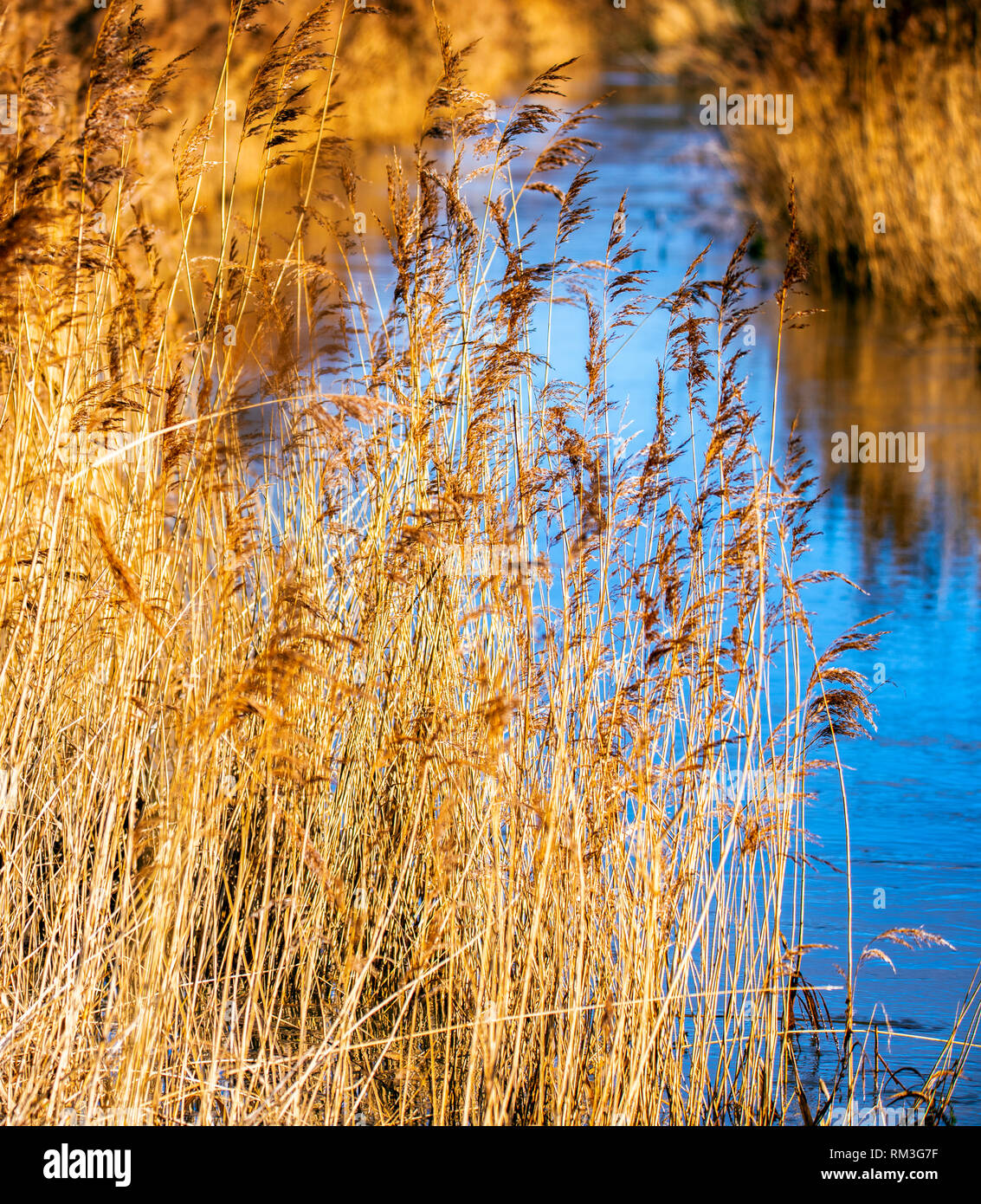 Reed Bed Background Poster Stock Photo - Alamy