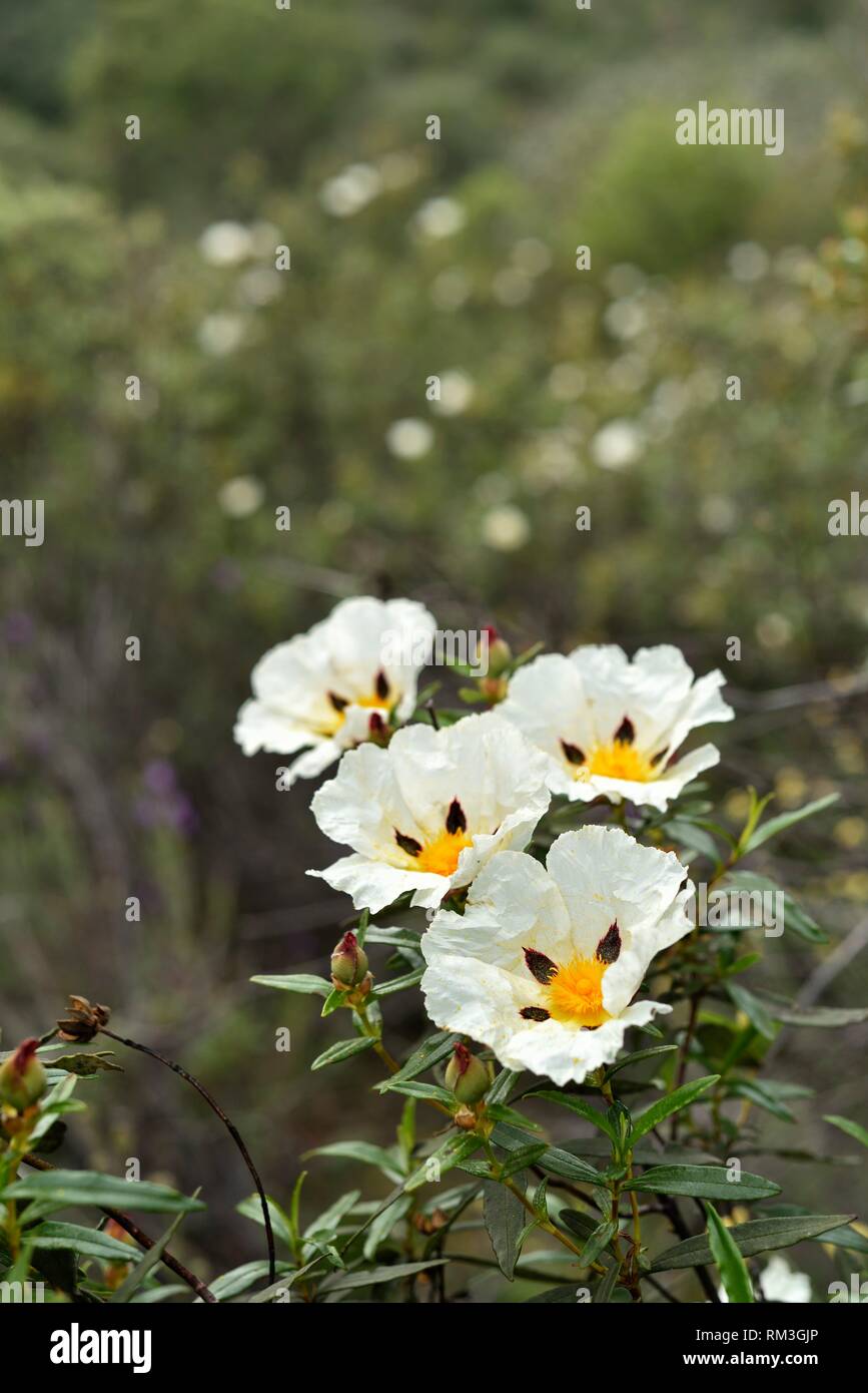 blooming gum rockrose (Cistus ladanifer), Alentejo region, Portugal, southwertern Europe. Stock Photo
