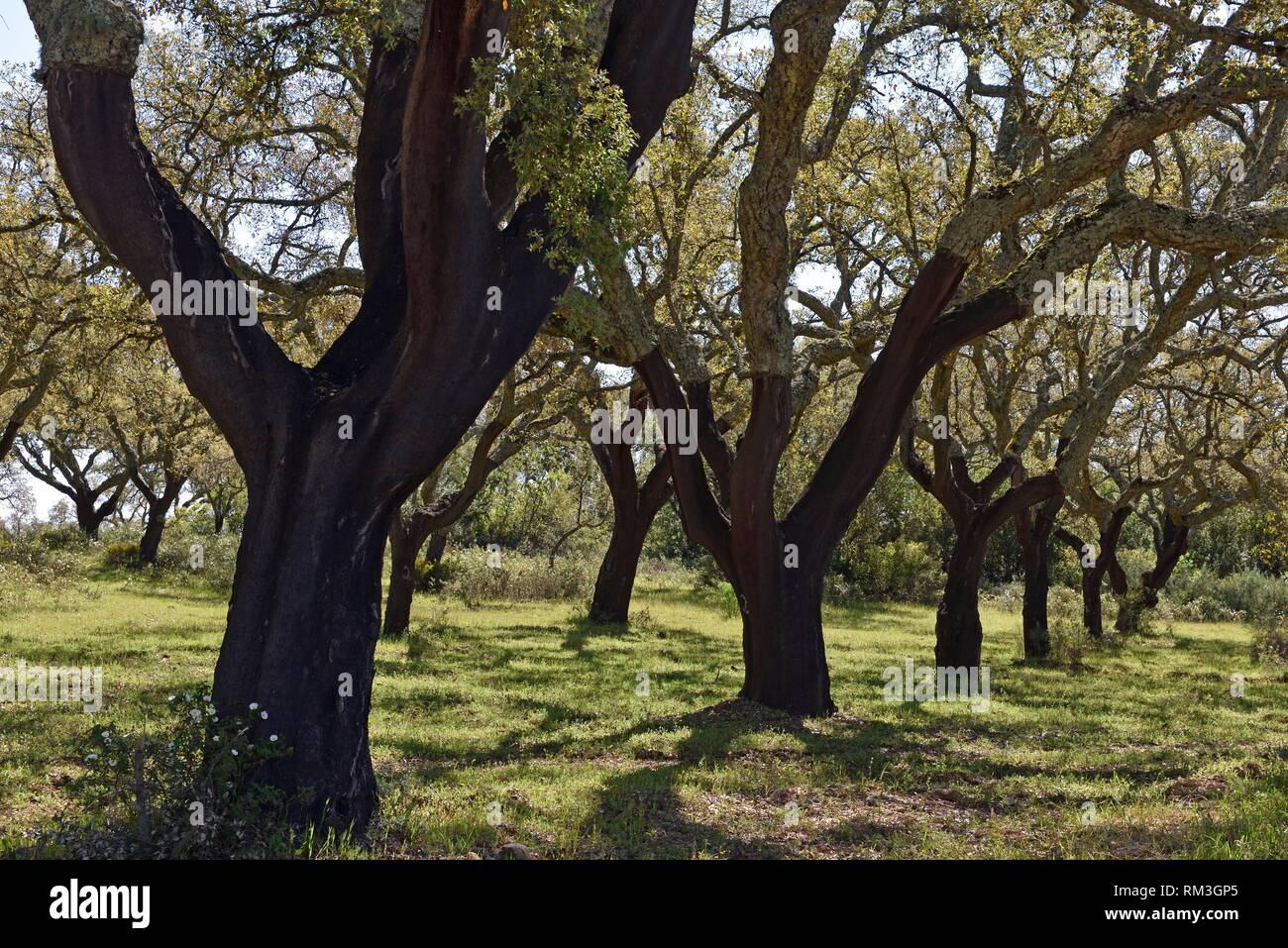 Evergreen cork oak grove hires stock photography and images Alamy