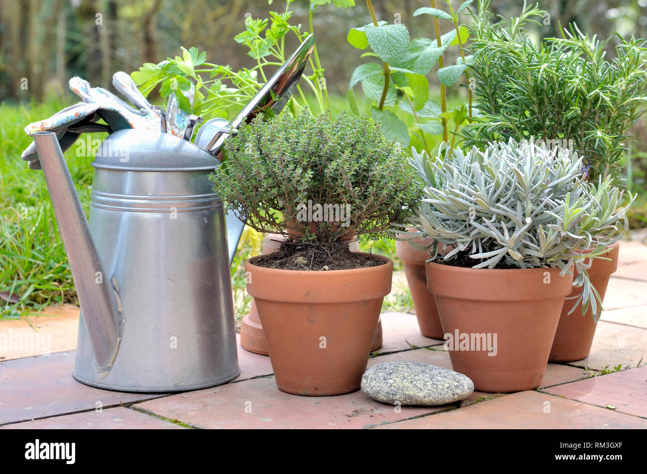 aromatic herbs potted put in a patio in garden Stock Photo