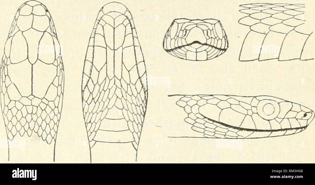 . Annual report of the Board of Regents of the Smithsonian Institution. Smithsonian Institution; Smithsonian Institution. Archives; Discoveries in science. CROCODILIANS, LIZARDS, AND SNAKES. 815. Fig. 182. Zamenis t^niatus Hallowell. = 1. Little Colorado River, Arizona. Cat. No. 43*4, U.S.N.M. ZAMENIS TiENIATUS Hallowell. Zamenis ianiatus Boulenger, Cat. Snakes Brit. Mus., I, 1893, p. 390. Leptophis tcemata Hallowell, Proc. Acad. Nat. Sci. Phila., VI, 1852, p. 181. Masticophis tceniatus Baird and Girard, Cat. N. Amer. Kept., 1853, p. 103. Bascanium twniatum Cope, Check-list N. Amer. Batr. Kept Stock Photo