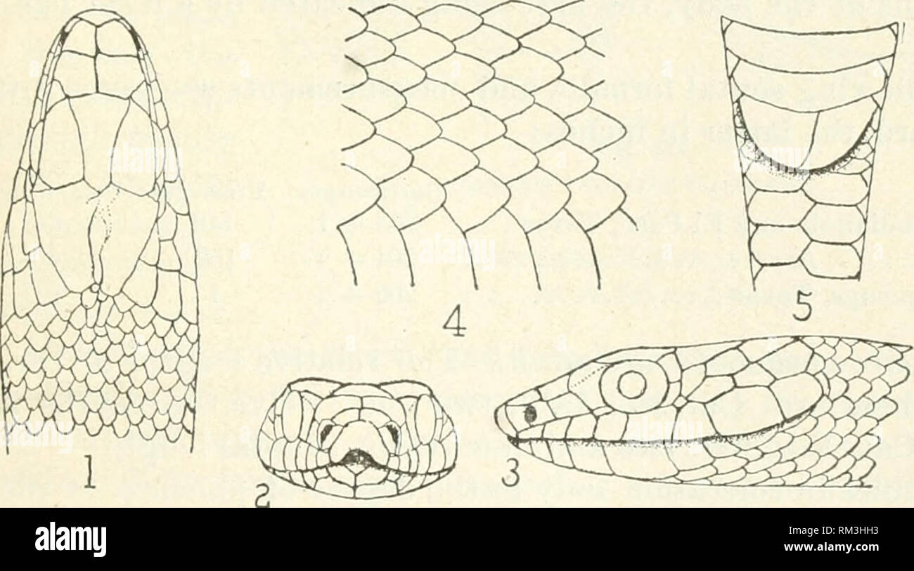 . Annual report of the Board of Regents of the Smithsonian Institution. Smithsonian Institution; Smithsonian Institution. Archives; Discoveries in science. CROCODILIANS, LIZARDS, AND SNAKES. 813 ZAMENIS ORNATUS Baird and Girard. Masticophis ornaiits Baird and Girard, Cat. N. Amer. Kept., Pt. 1, Serp., 1853, pp. 102, 159. Baseanium Iwniaium ornatum Baird aud Girard, Copk, Check-list N. Amer. Batr. Kept., 1875, p. 40. Excessively elongated. Above very deep maroon, brighter on the sides, beneath mottled; a yellow stripe on each side of the abdomen, and two pairs of short yellow stripes, one behin Stock Photo