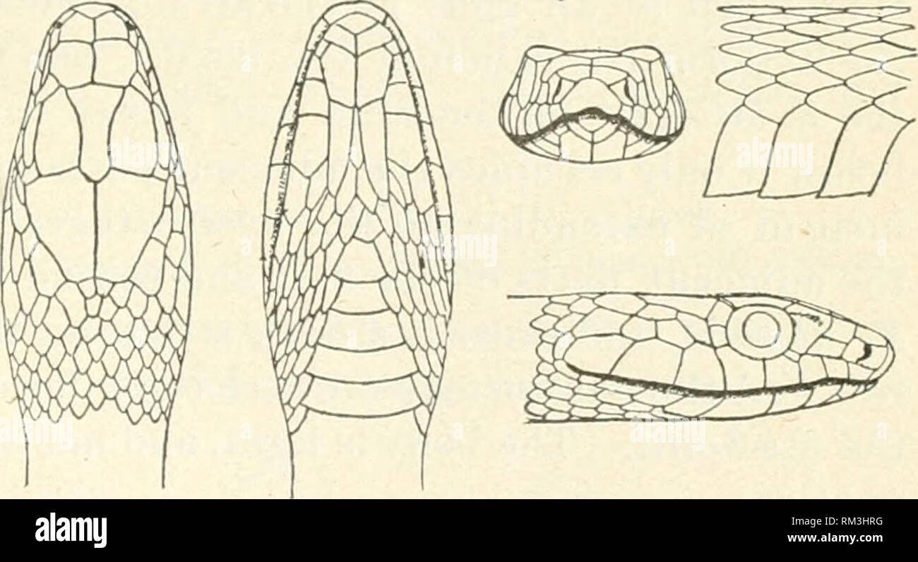 . Annual report of the Board of Regents of the Smithsonian Institution. Smithsonian Institution; Smithsonian Institution. Archives; Discoveries in science. CROCODILIANS, LIZARDS, AND SNAKES. 807. ZAMENIS LATERALIS Hallowell. Bascanium tceniatum laterale Cope, Check-list N. Amer. Batr. Rept., 1875, p. 40. Lepptophis lateralis Hallowell, Proc. Acad. Nat. Sci. Phila., 1853, p. 237; U.S. Pac. R. R. Report, X, 1859, Williamson's Report, p. 13, pi. iv, fig. 3. Form slender, head oval, distinct from body, tail a little less than one- third the total length. Scales in seventeen longitudinal rows; supe Stock Photo