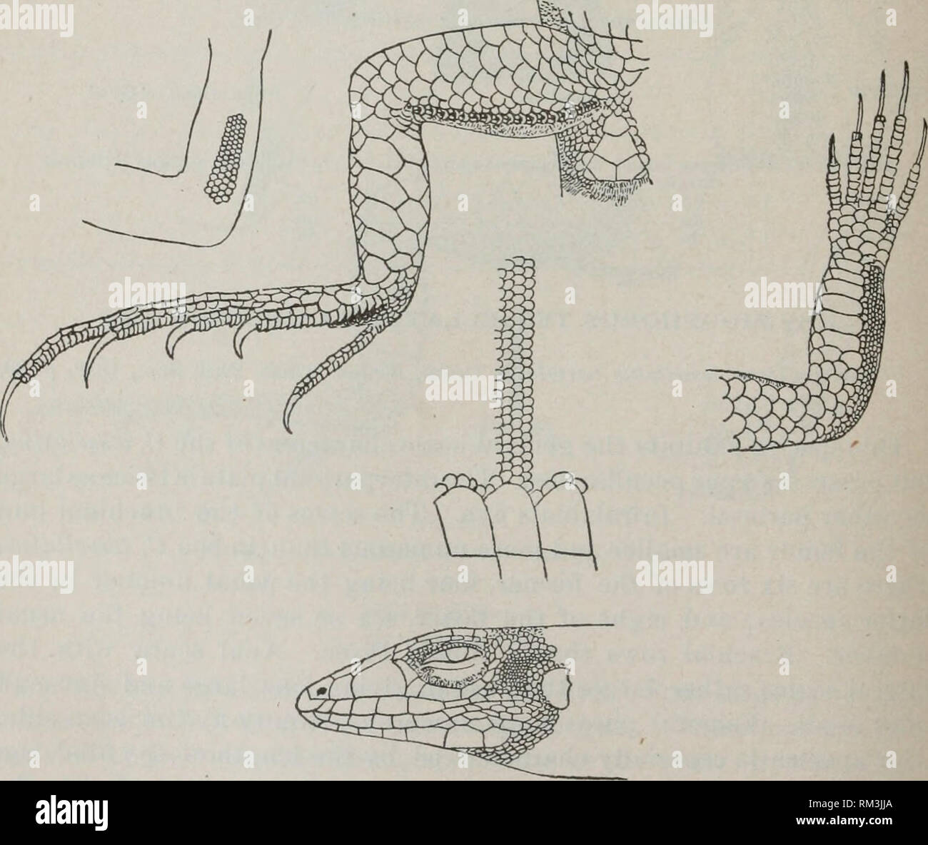 . Annual report of the Board of Regents of the Smithsonian Institution. Smithsonian Institution; Smithsonian Institution. Archives; Discoveries in science. Fig. 112. CnE.MIDOPHORCS TESSELLATITS VARIOLOSUS COPE. = 1. Coahuila. Cat. No. 306(1, U.S.N.M. The typical specimen is of a size which would be fnlly striped if it belonged to the G. tnaximus or C. tesseUatus, being that of the eastern G. sexlineatus. Tbere are, however, no stripes, but the olivaceous. Please note that these images are extracted from scanned page images that may have been digitally enhanced for readability - coloration and  Stock Photo