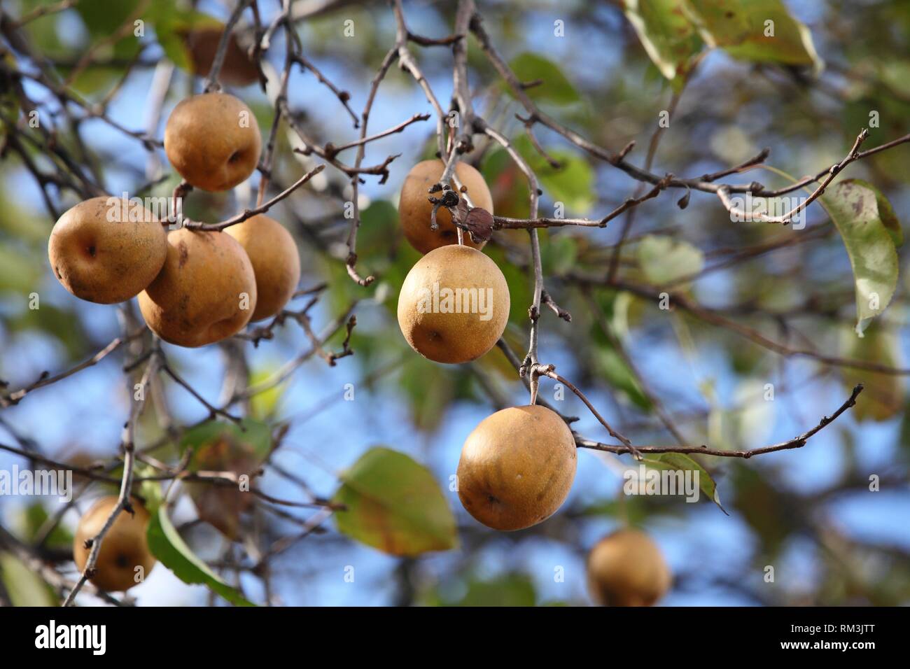 pear tree growing Stock Photo Alamy