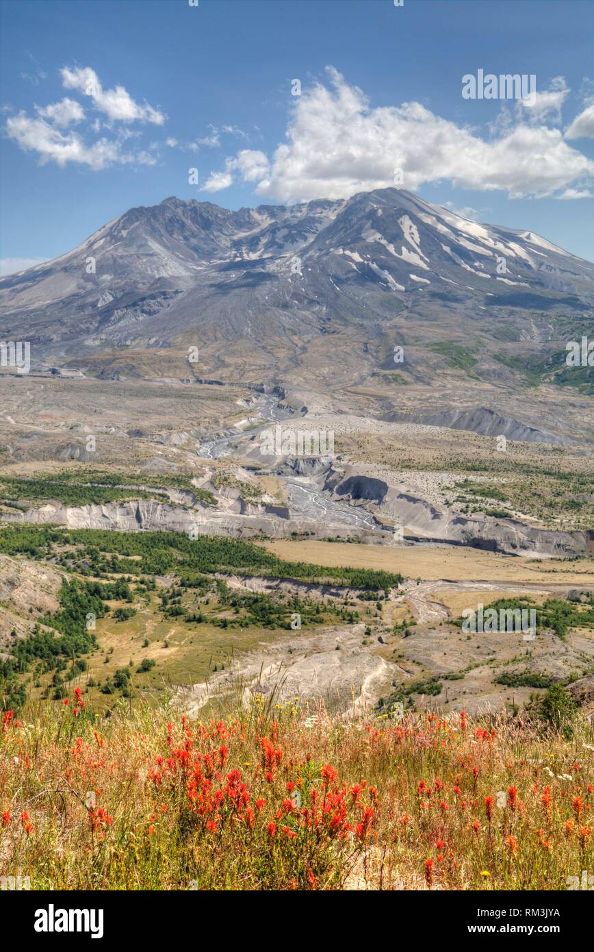 Mt St Helens with Wild Flowers, Mt St Helens National Volcanic Monument, Washington, USA Stock Photo