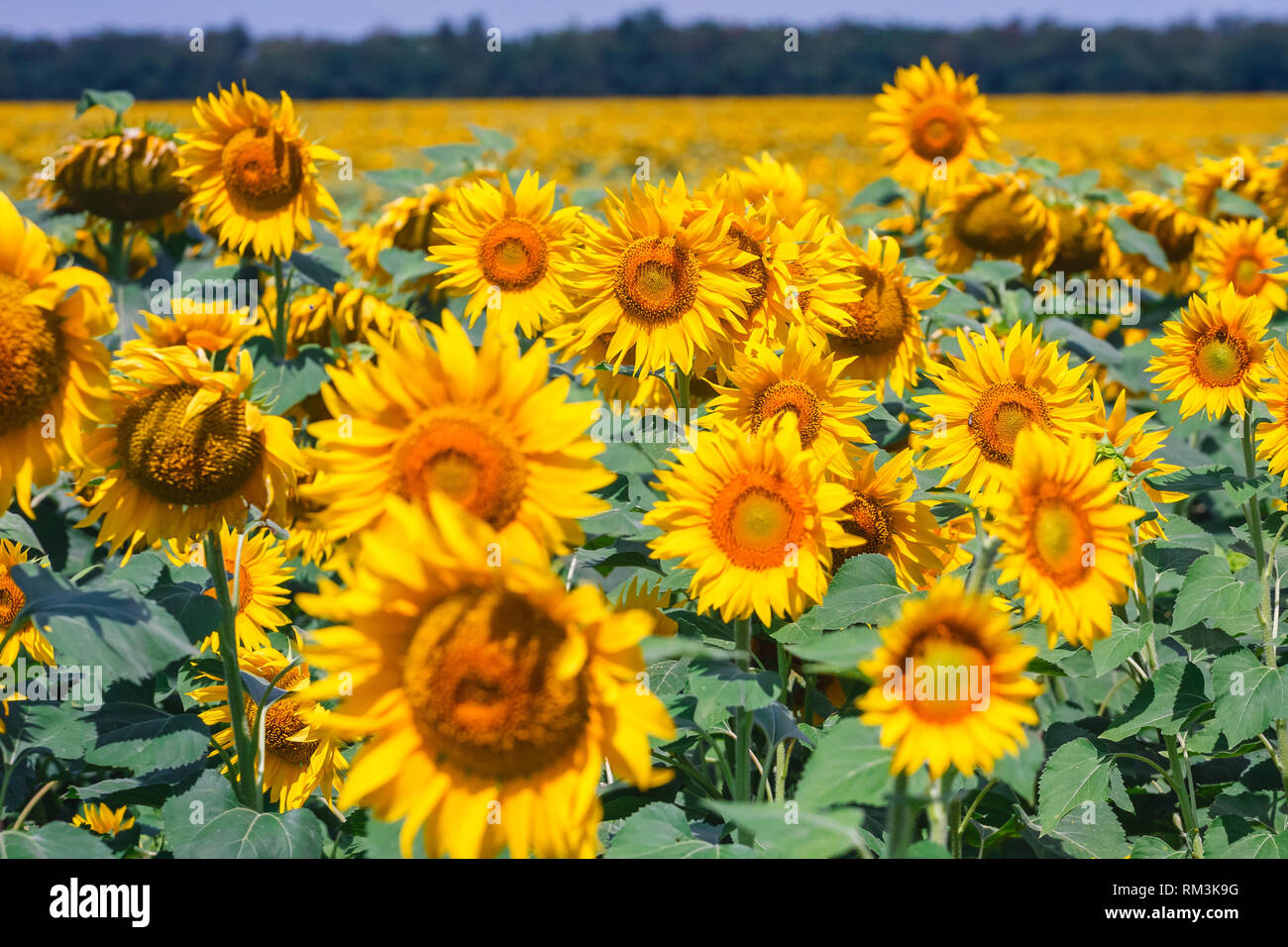 field full of sunflowers at sunny day Stock Photo - Alamy