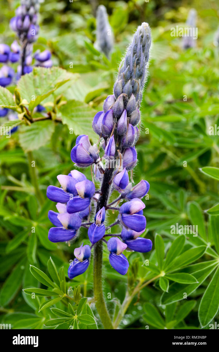 Lupinus nootkatensis hi-res stock photography and images - Alamy