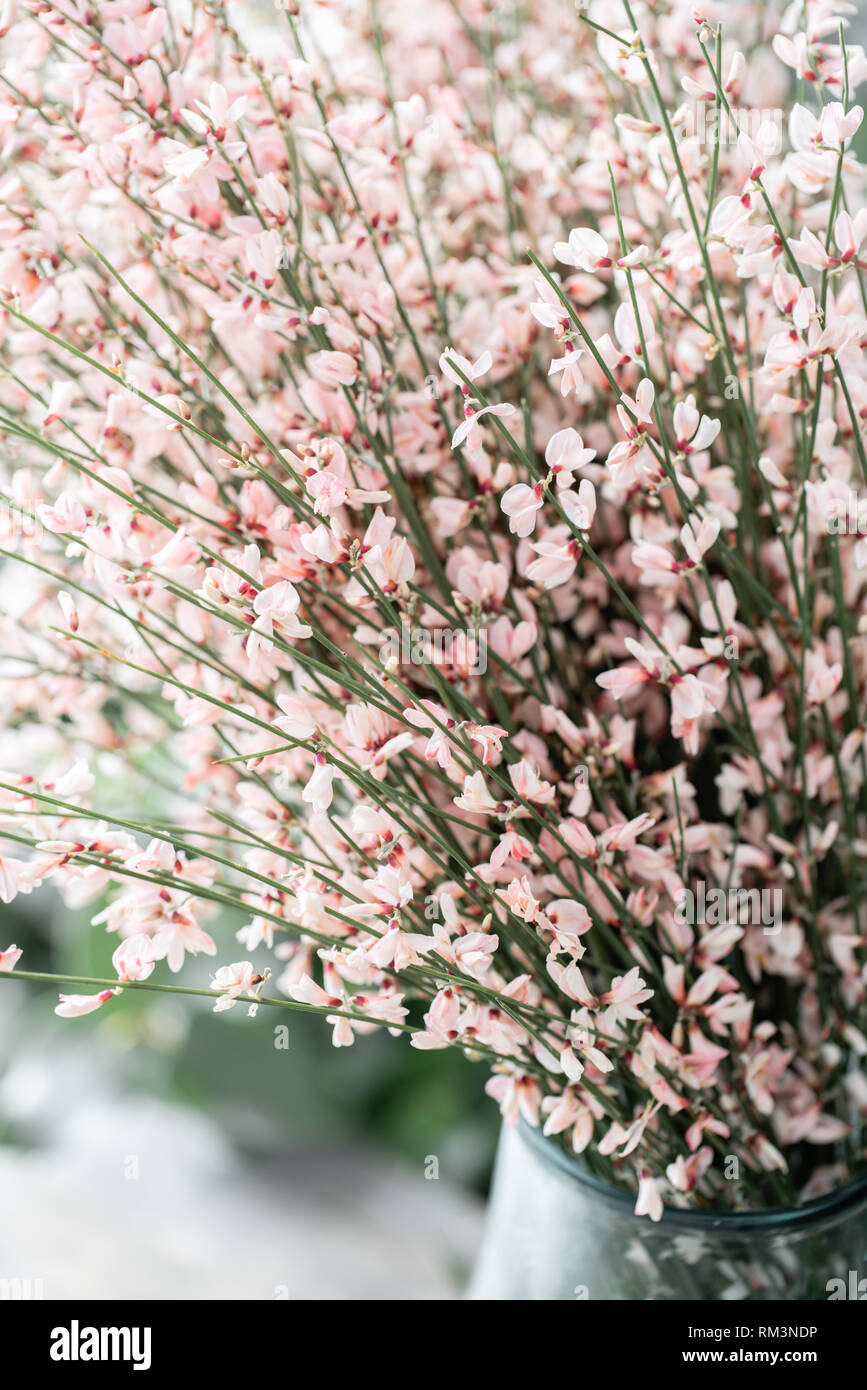 Close Up Bouquet In A Glass Vase Of Light Pink Genista Cytisus