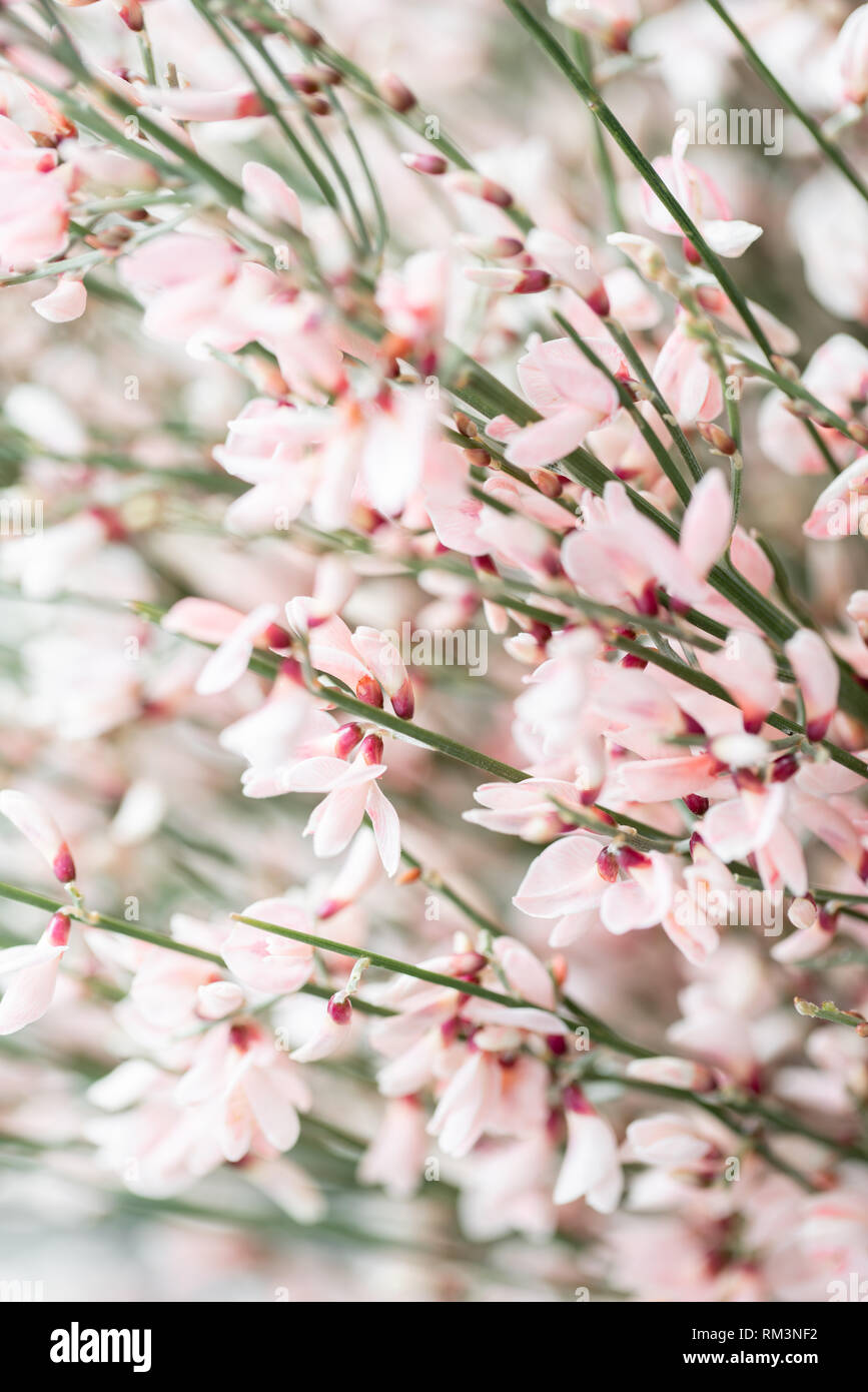 Close up Bouquet in a glass vase of light pink genista cytisus flowers. Pastel color. Spring flowering plant branches. flower shop Stock Photo