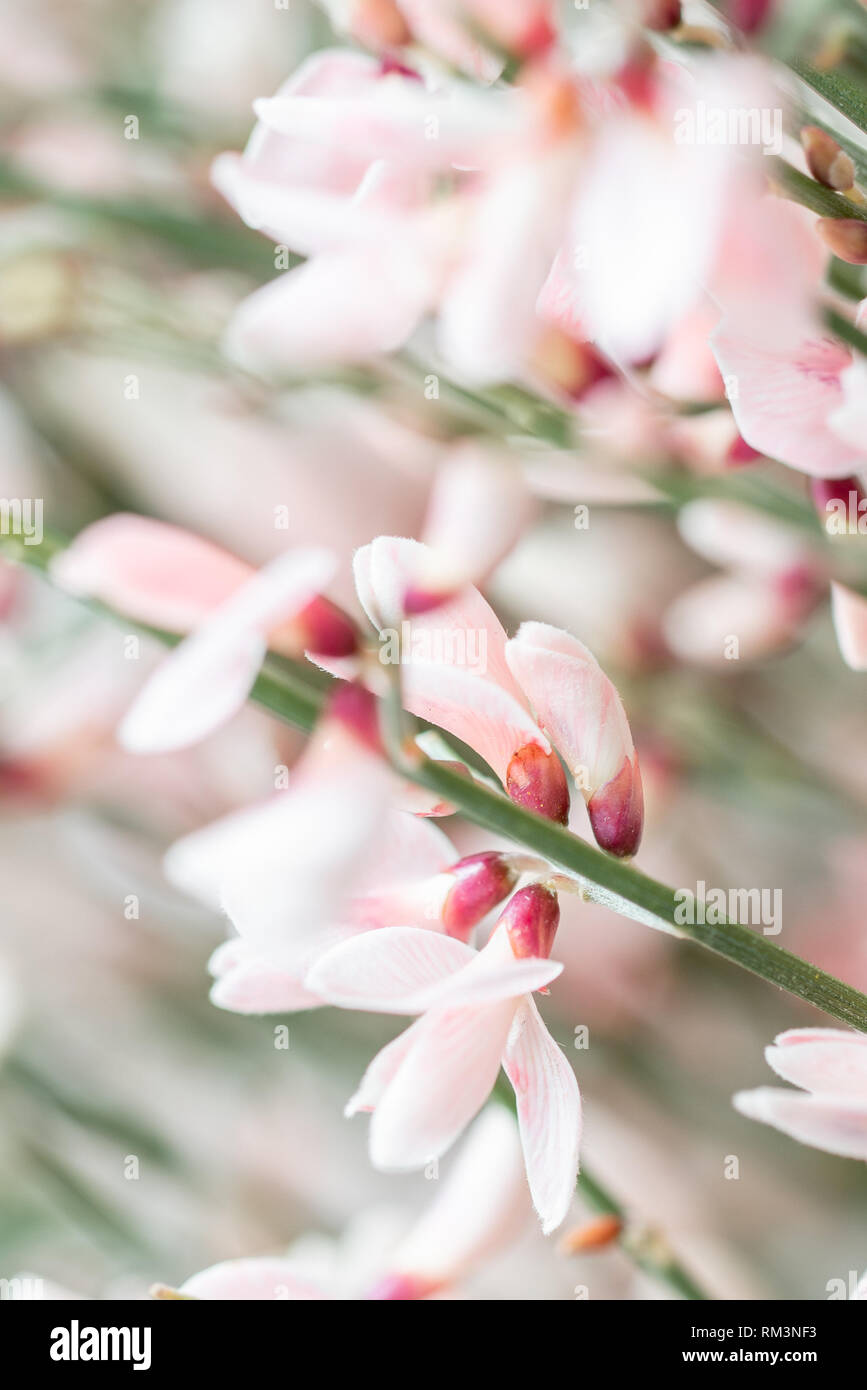 Close Up Bouquet In A Glass Vase Of Light Pink Genista Cytisus