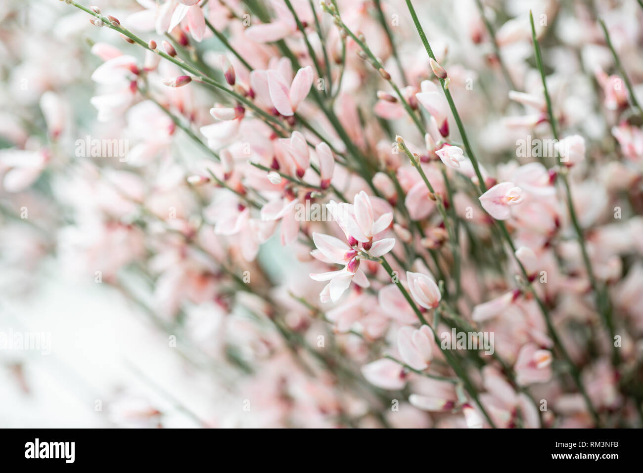 Close up Bouquet in a glass vase of light pink genista cytisus flowers. Pastel color. Spring flowering plant branches. flower shop Stock Photo
