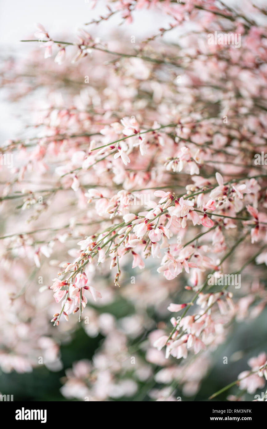 Close Up Bouquet In A Glass Vase Of Light Pink Genista Cytisus