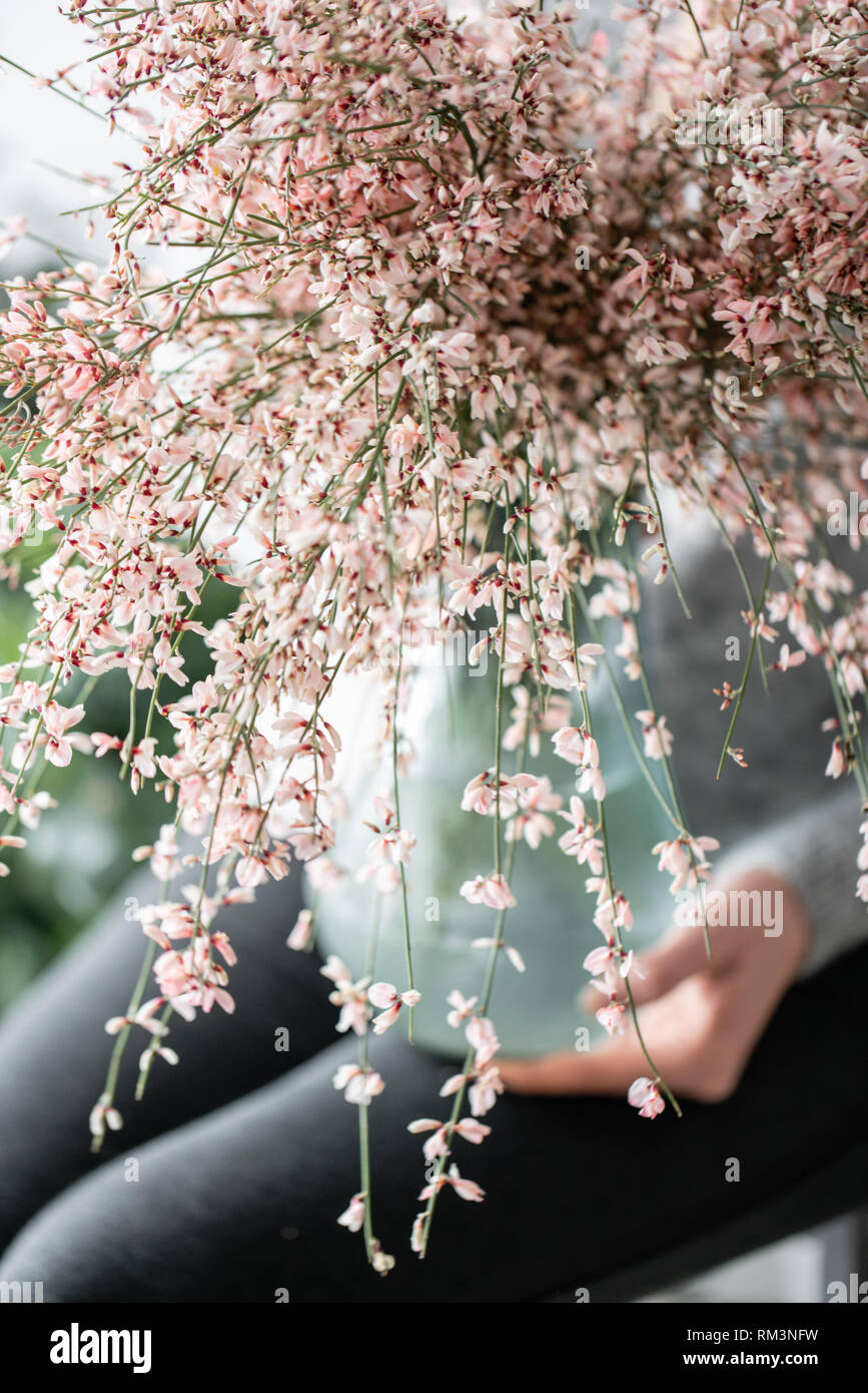 Bouquet in a glass vase of light pink genista cytisus flowers. Pastel color. Spring flowering plant branches. flower shop Stock Photo