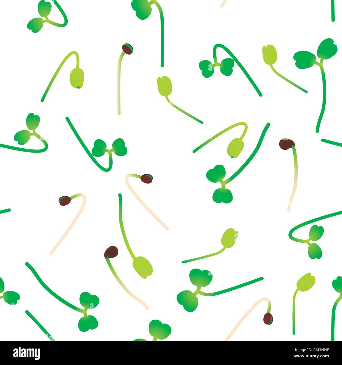 Sprouting Patterns Arugula microgreens sprouts on Stock Vector Images - Alamy