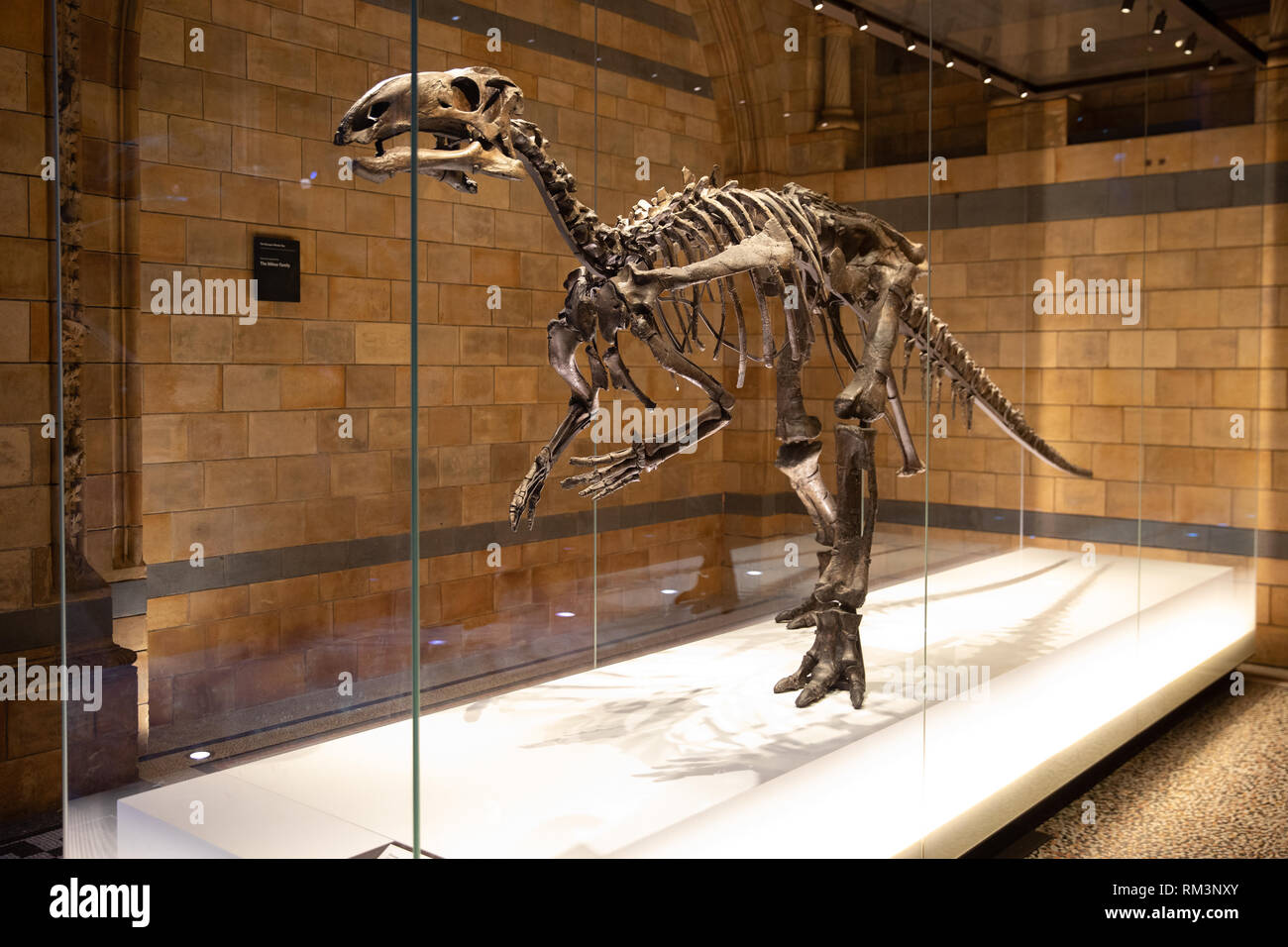 A fossil dinosaur skeleton in The Natural History Museum, London, Uk Stock Photo