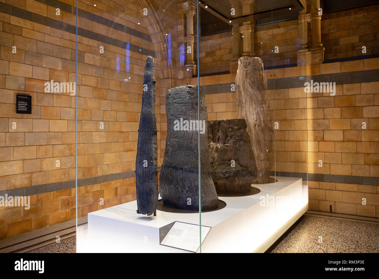 Fossiled ancient tress in The Natural History Museum, London, Uk Stock Photo