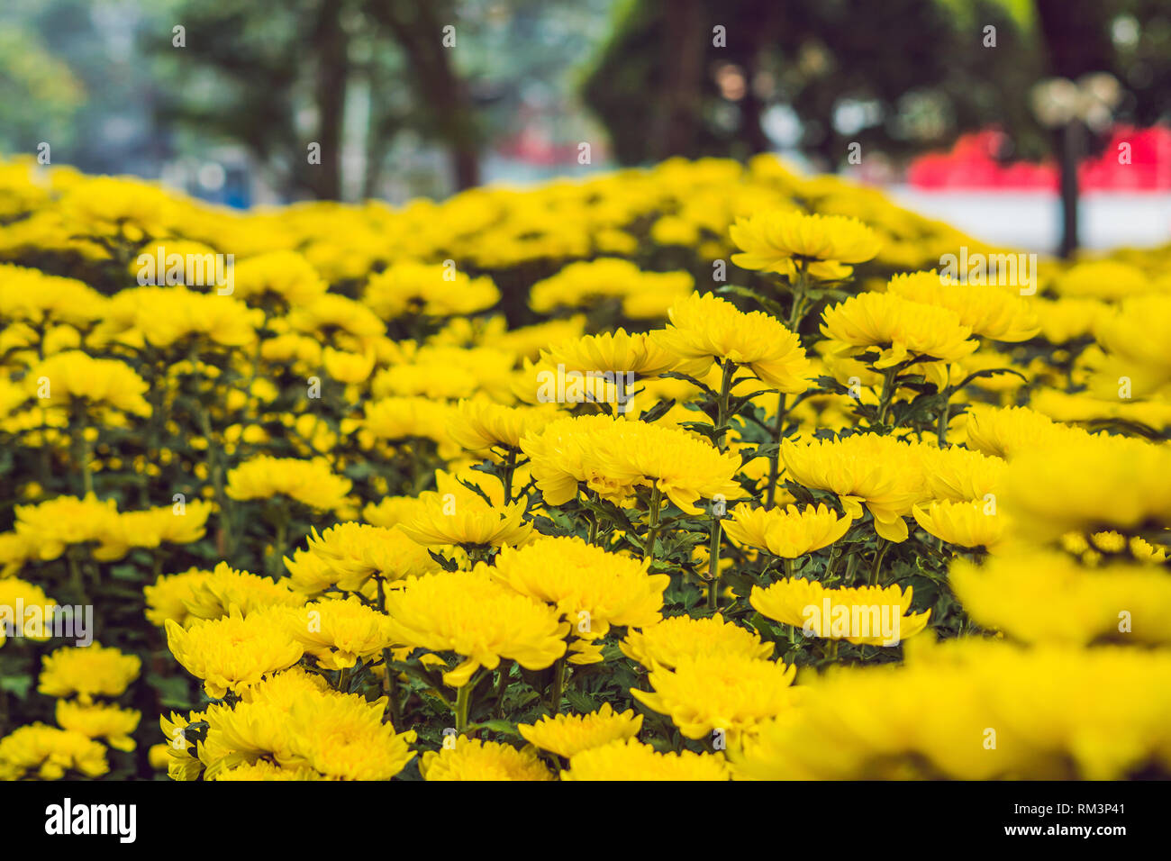 Yellow flowers in honor of the Vietnamese new year. Lunar new year