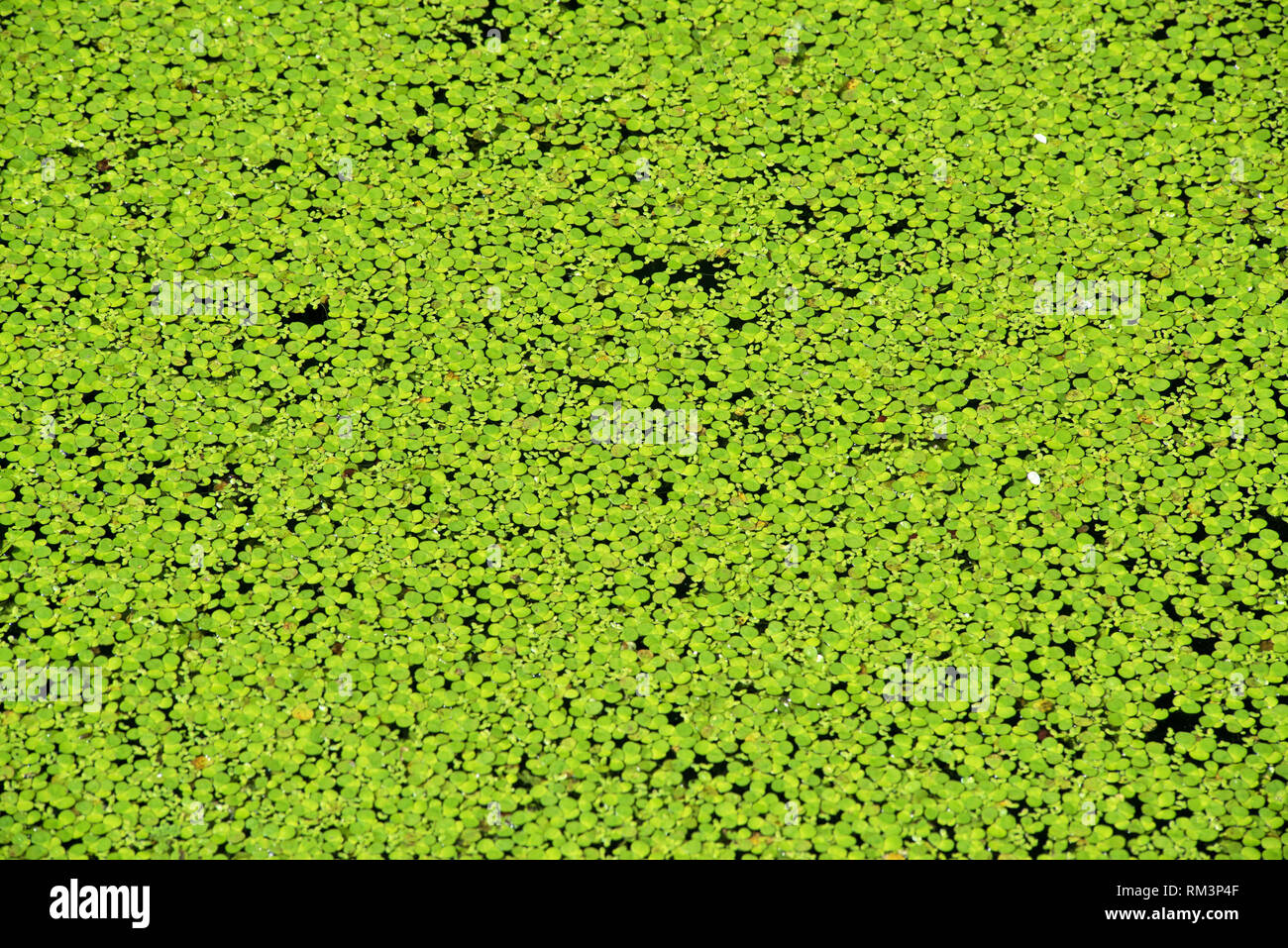 Green moss floating on water, Saras Baug, Pune, Maharashtra, India, Asia Stock Photo