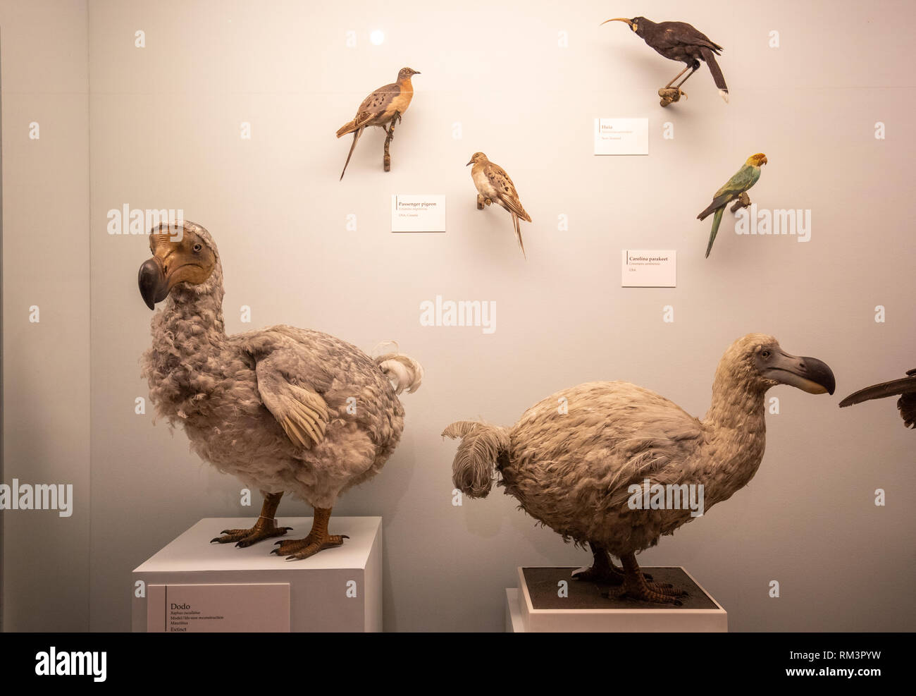 Dodo specimen at The Natural History Museum, London, Uk Stock Photo