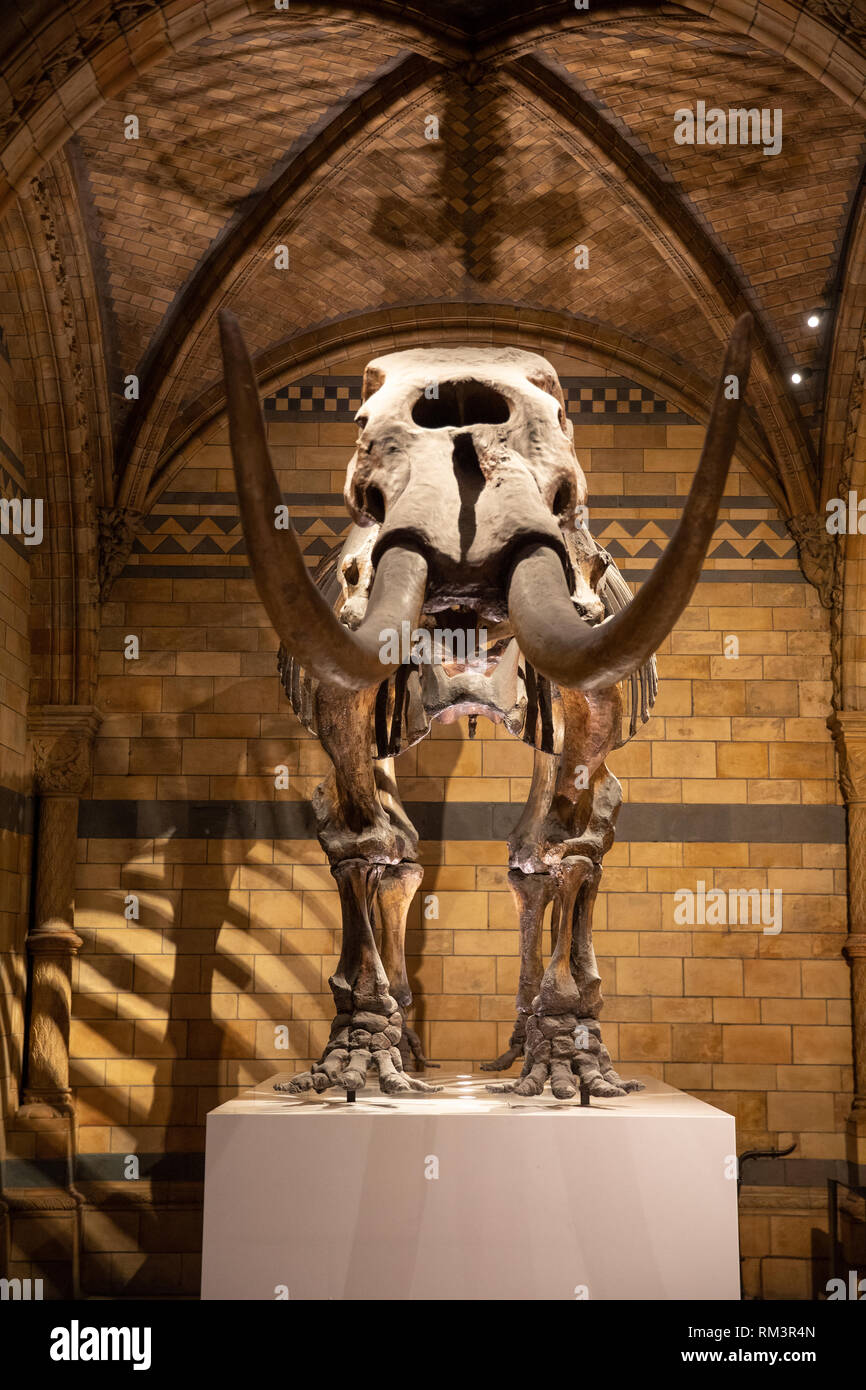 Mastodon, The Natural History Museum, London, Uk Stock Photo