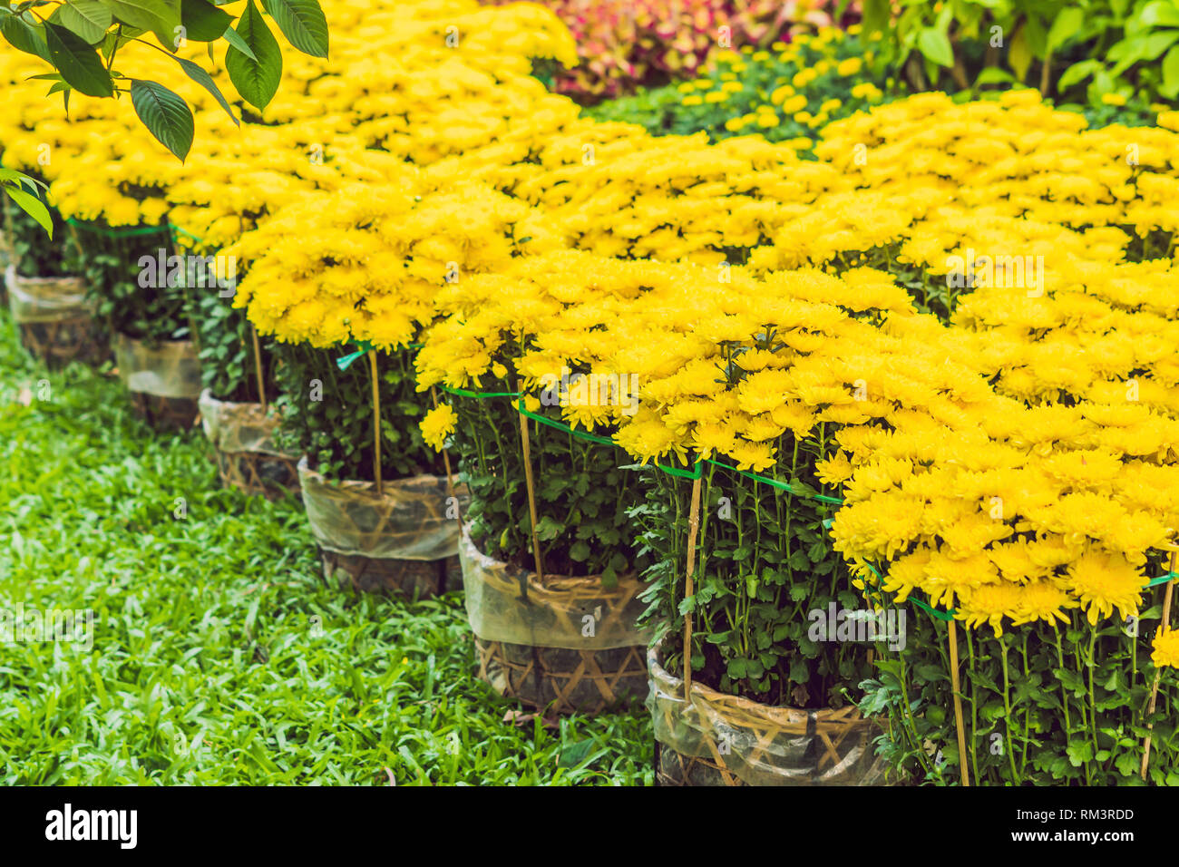 chinese new year flowers yellow