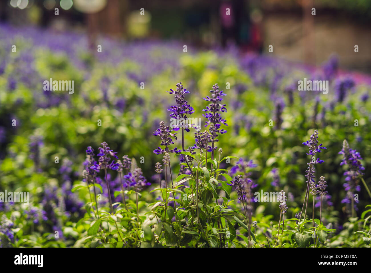 Lavender flowers at sunlight in a soft focus, pastel colors and blur ...