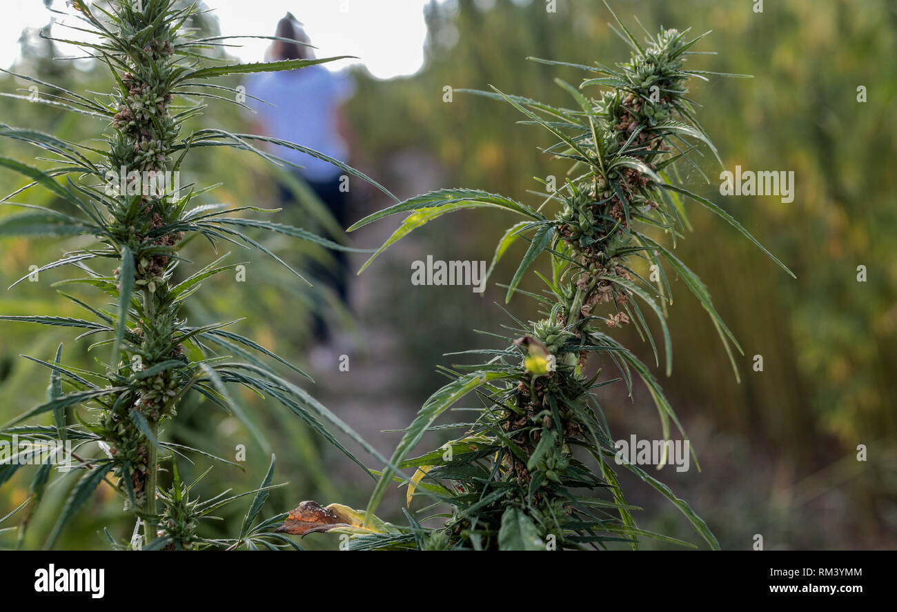 16 August 2018, Thuringia, Läwitz: Hemp plants grow in the 4.5 hectare hemp labyrinth. Since the beginning of July the maze with 1.5 million plants has been open on the premises of Vogtlandfaser AG. The hemp labyrinth was laid out for the first time four years ago and also informs the guests about the use of the useful plant hemp. Photo: Jens Buettner/dpa-Zentralbild/ZB Stock Photo