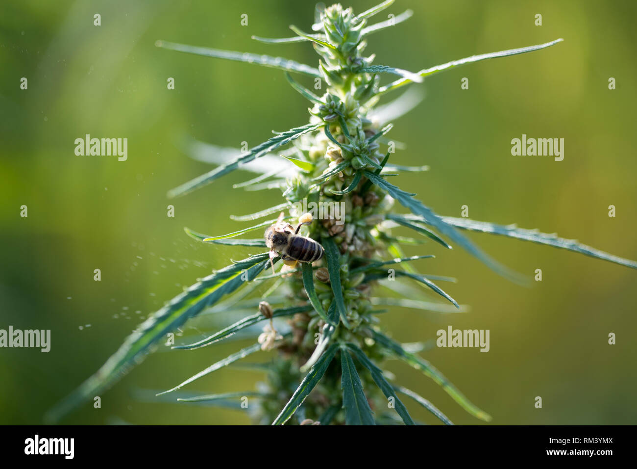 16 August 2018, Thuringia, Läwitz: Hemp plants grow in the 4.5 hectare hemp labyrinth. Since the beginning of July the maze with 1.5 million plants has been open on the premises of Vogtlandfaser AG. The hemp labyrinth was laid out for the first time four years ago and also informs the guests about the use of the useful plant hemp. Photo: Jens Buettner/dpa-Zentralbild/ZB Stock Photo