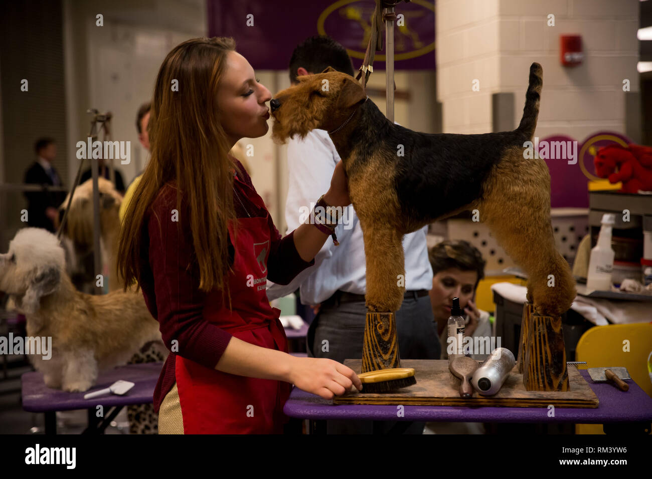 New York, USA. 12th Feb, 2019. A woman kisses a Welsh Terrier, during a