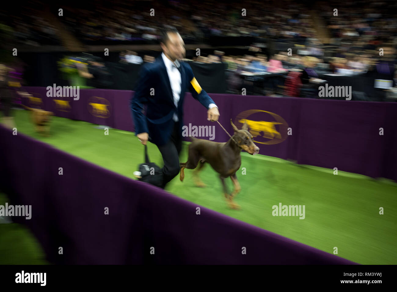 doberman dog show 2019