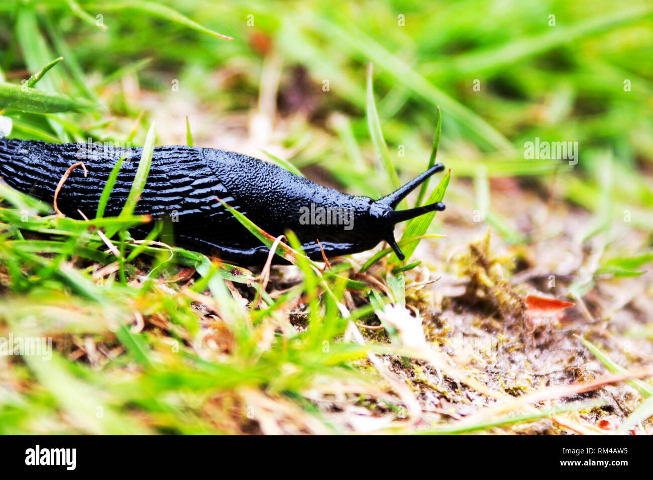 Slug in the grass Stock Photo